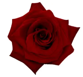 Rose - Explorer (60) EC - 25 Stems