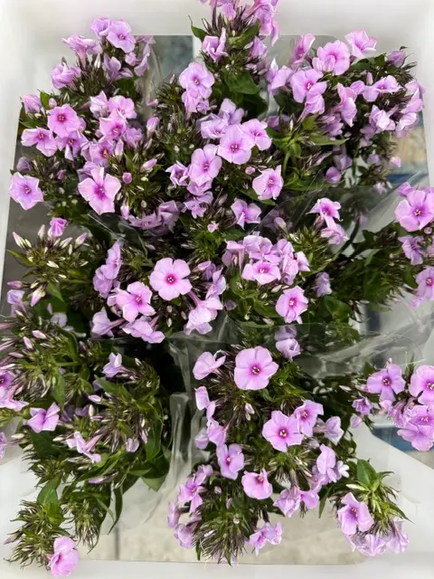 Phlox - Pink (60)