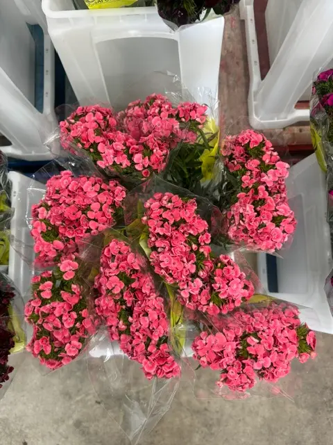Kico Dianthus - Pink