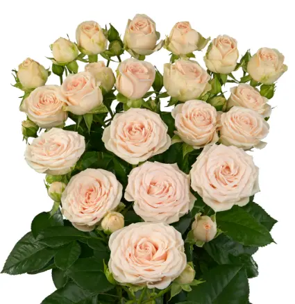 Spray Rose - Sofie (50) 