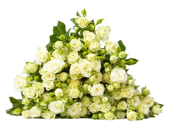 Spray Rose - Lyrica (60)