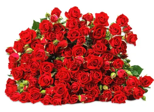 Spray Rose - In Love (50) 