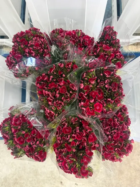 Kico Dianthus - Red
