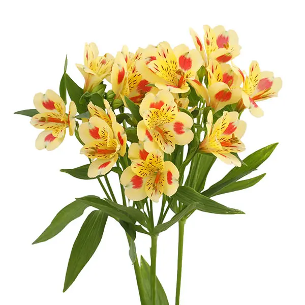 Alstro Premium - Yellow (80)