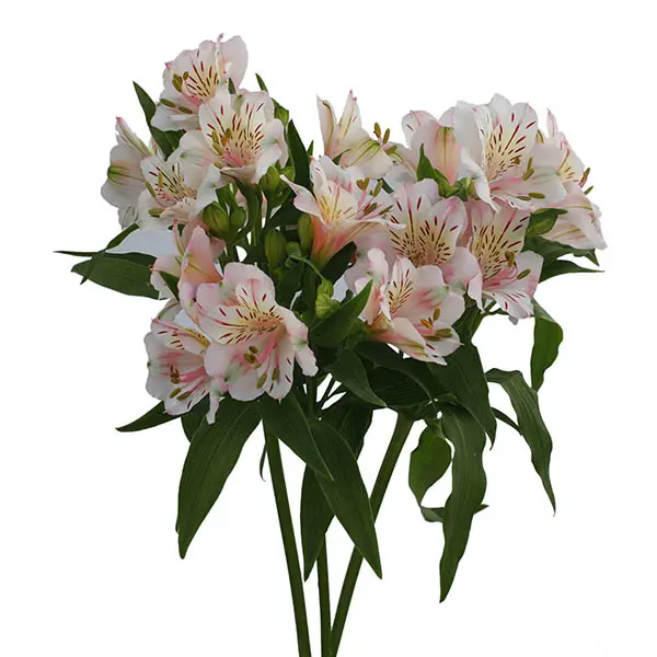 Alstro Premium -Light Pink (80)