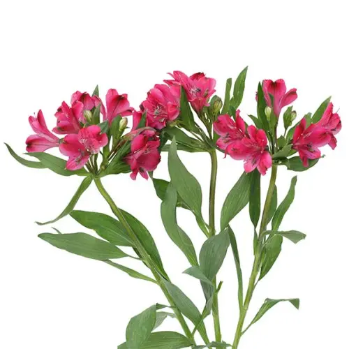 Alstro Premium -Dark Pink (80)