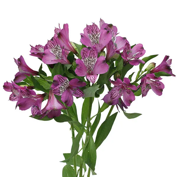 Alstro Premium -Purple(80)