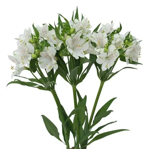 Alstro Premium - White (80)