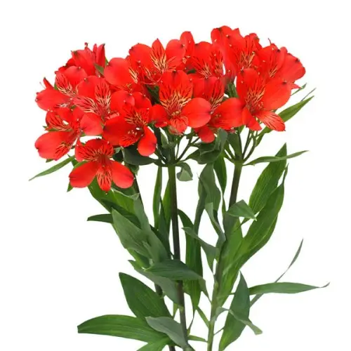 Alstro premium - Red (80)