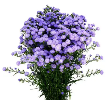 Asters - Baby Blue (70)