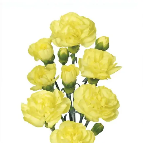 Carnation Spray-Yellow (50)