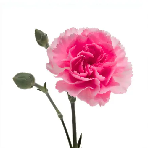 Carnation Spray-Cerise (50)