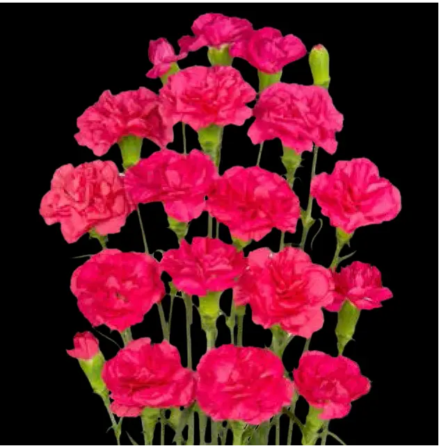 Carnation Spray-Cerise (50)
