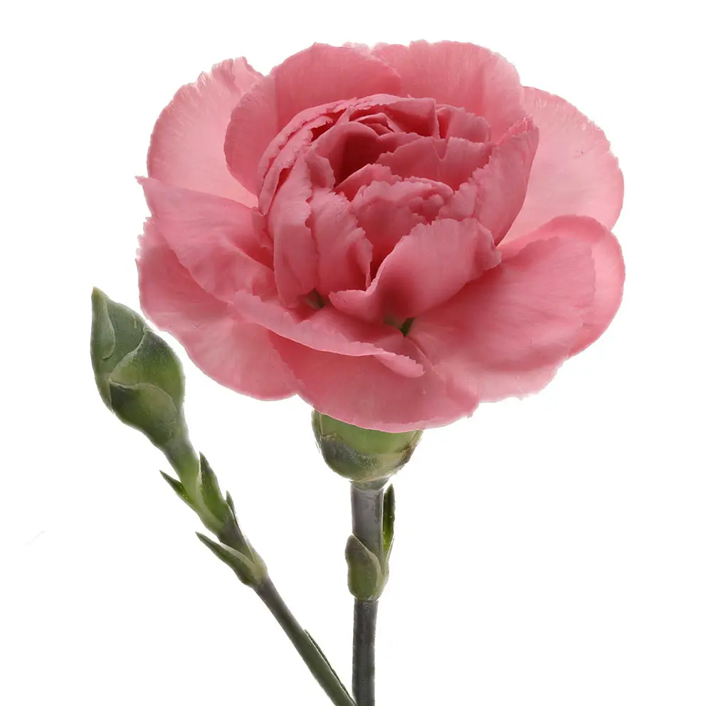 Carnation Spray-Light Pink (50)
