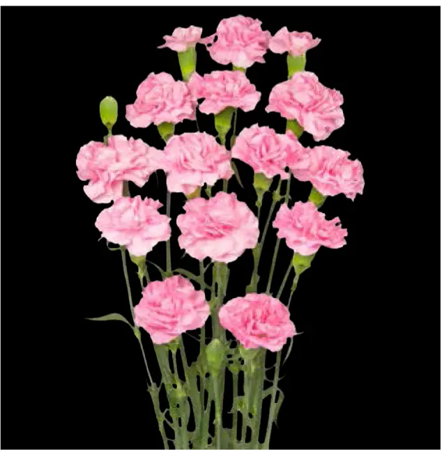 Carnation Spray- Light Pink (60) 
