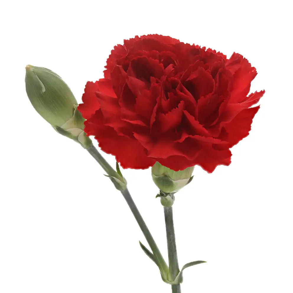 Carnation Spray-Red (50) 