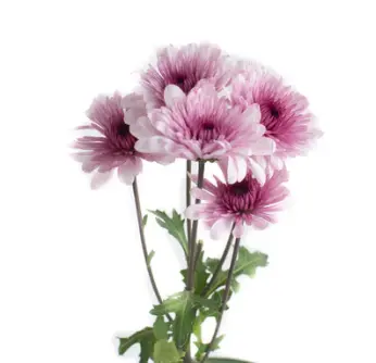 Chr Spray-Malibu Pink (70)