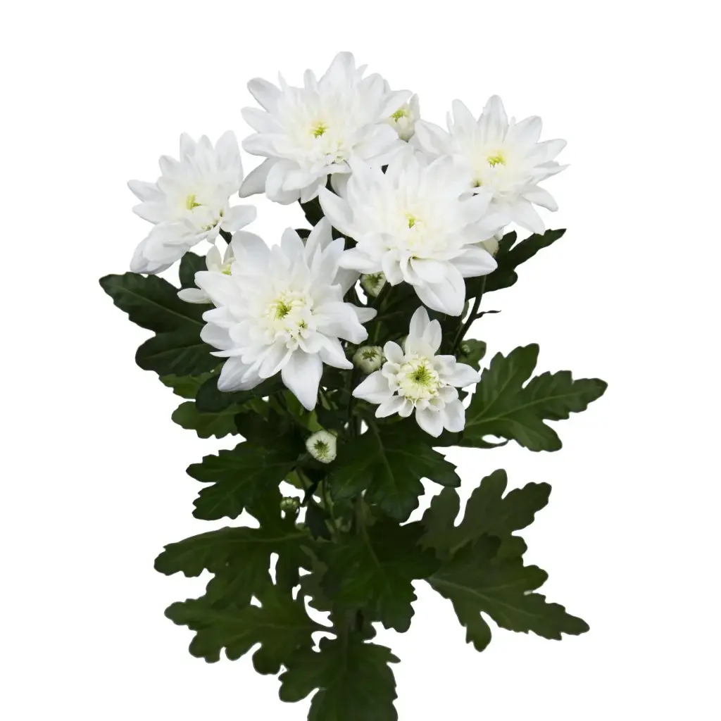 Chr Spray-Pina Coloda (70) 