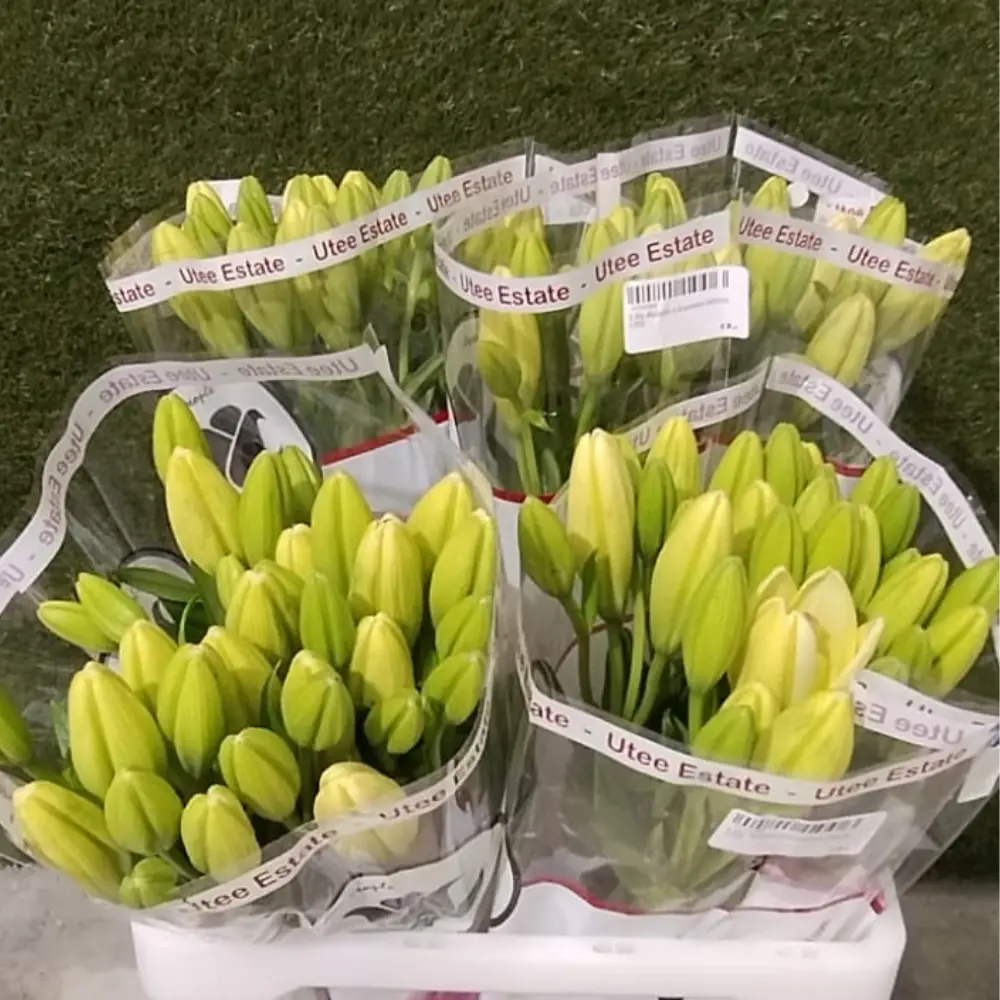 Lilly Asiatic-White (80)