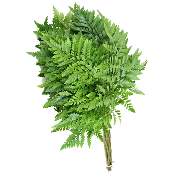 Leather Leaves (50)