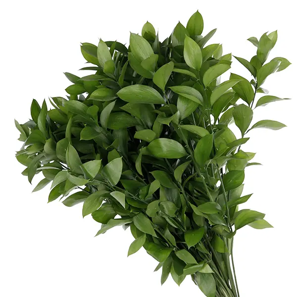Ruscus (50)