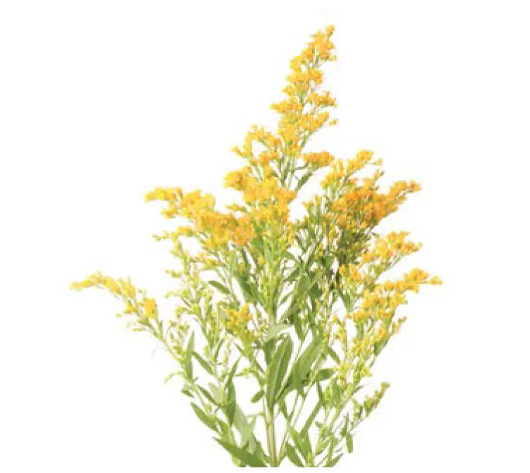 Solidaster (60) - 10 Stems