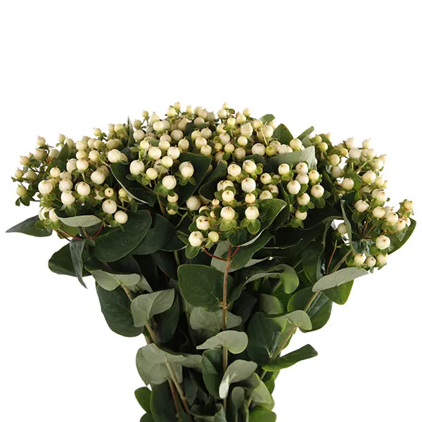 Hypericum - White (60) 10 Stems