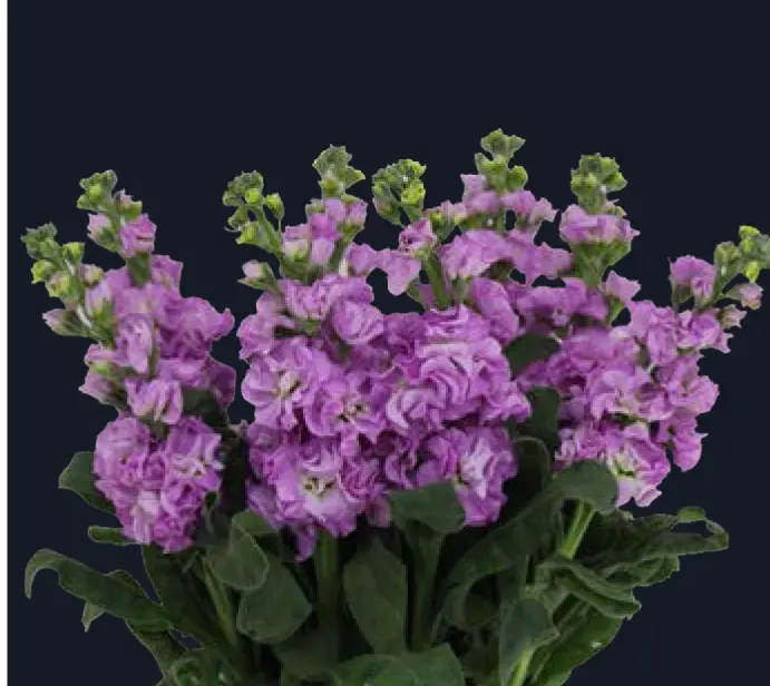 Matthiola-Iron Pink (50)