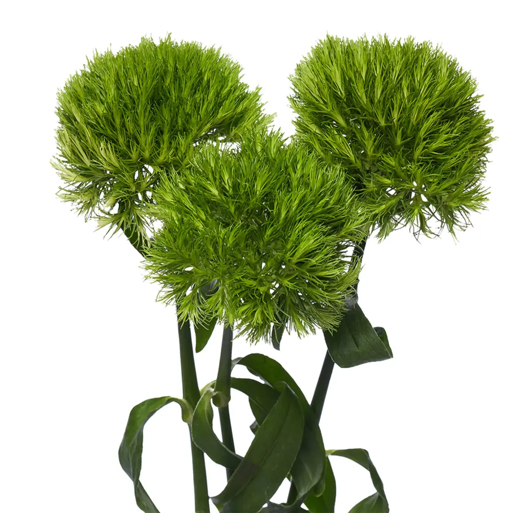 Dianthus - Kiwi Mellow (50)
