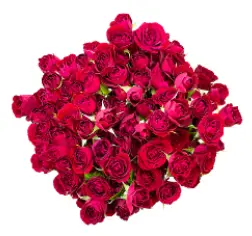 Spray Rose - Red Mikado (40) EC
