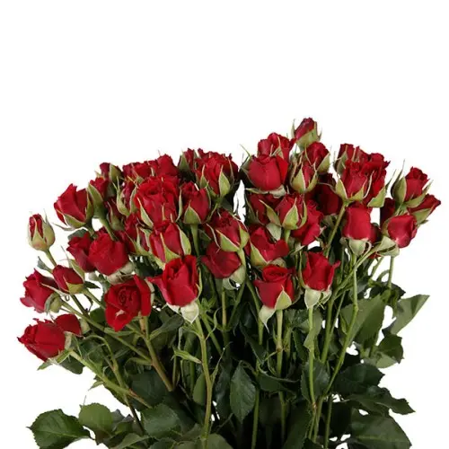 Spray Rose-Mirabel(60)