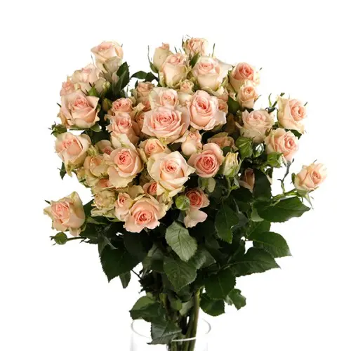Spray Rose- Sancerre(60) 