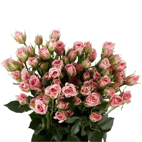 Spray Rose-Odilia (60) 