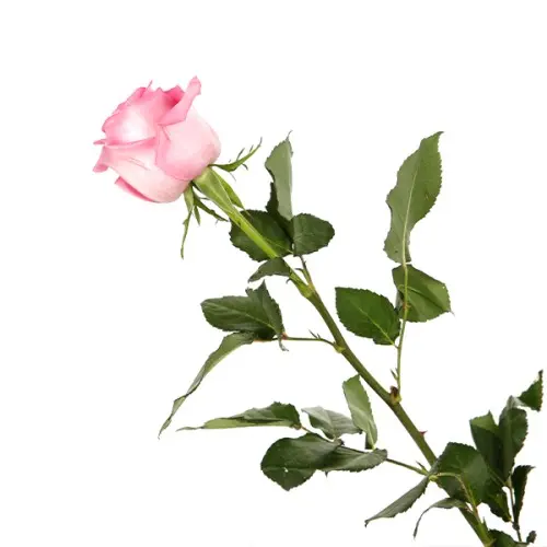 Rose -Revival (60)