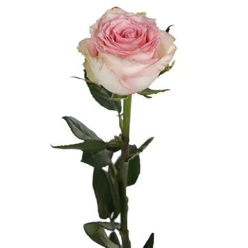 Rose -Esperance (60)
