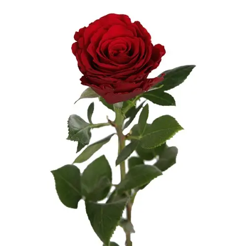 Rose -Upper class (50)