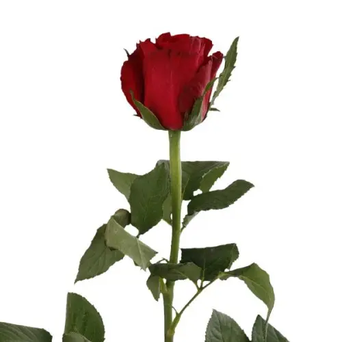 Rose -Madam Red (60)