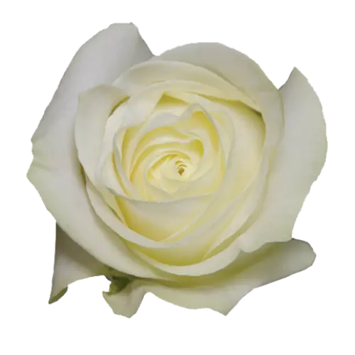 Rose -Proud (60)