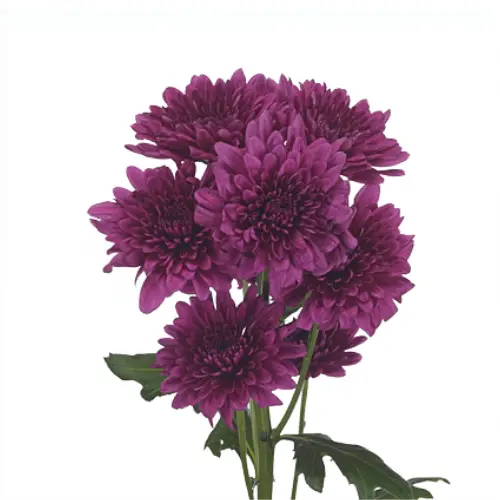 Chr Spray- Lamira (70)