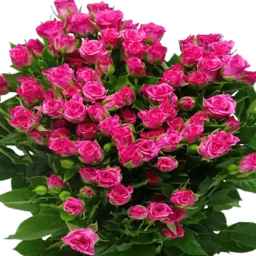 Spray Rose -Eileen (60) 