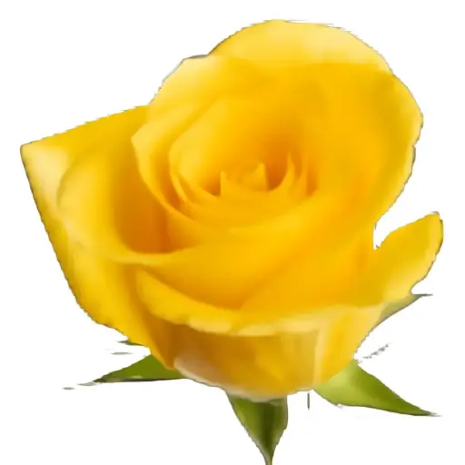 Rose -Momentum (50) E