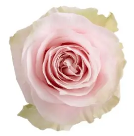 Rose -Pink Mondial (50) EC