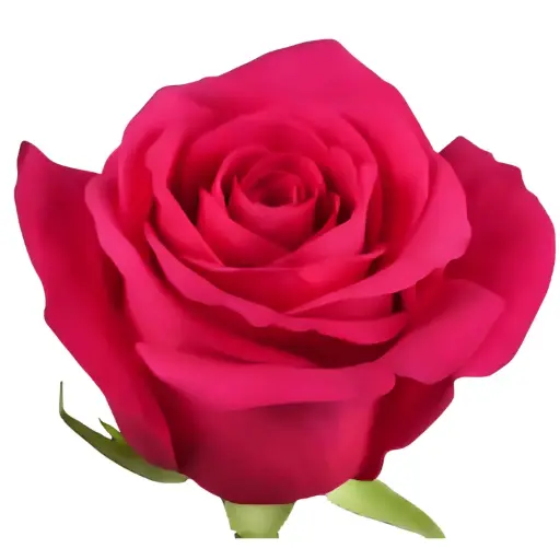 Rose -Pink Floyd (50) E 