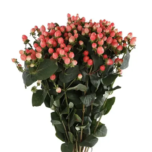 Hypericum - Pink EC (70) 10 Stems