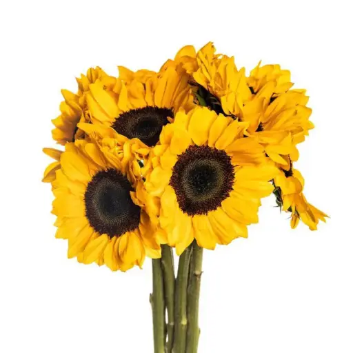 Helianthus Sunflower - 10 Stems