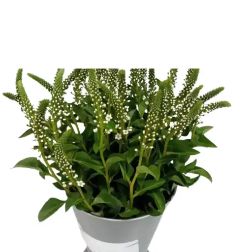 Lysimachia- White(50) 