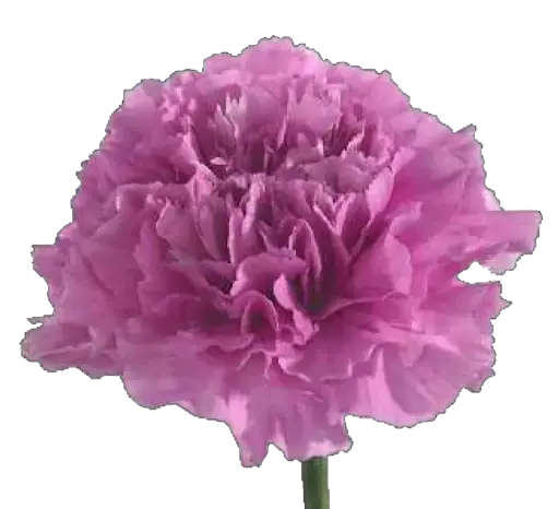 Carnation Single-Purple-(20 Stems)