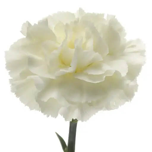 Carnation Single-White - (20 Stems)