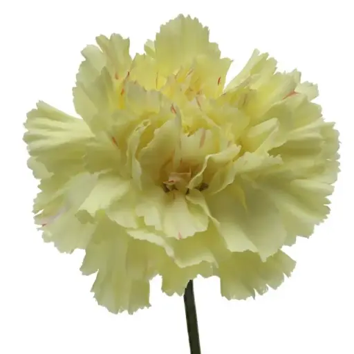 Carnation Single-Yellow-(20stems)