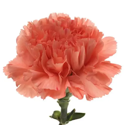 Carnation Single - Orange -(20 Stems)